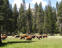 Madera County Grazers