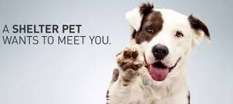 a shelter pet wants to meet you