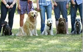 well mannered dogs sitting down