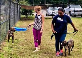 ladies walking dogs