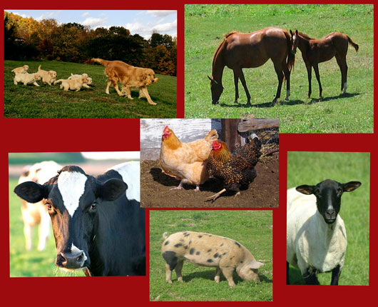 livestock  pictures