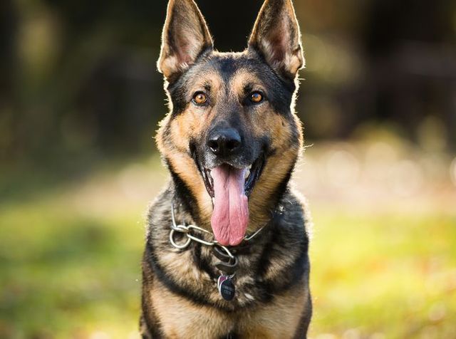 German shepherd