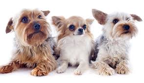 three terrier mixes