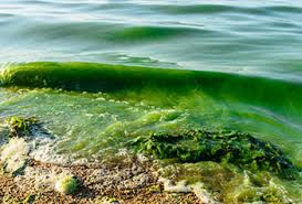 Green scummy water caused by harmful algal bloom 08-30-20