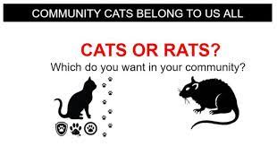 community cats and kittens