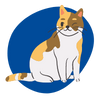 calico cat