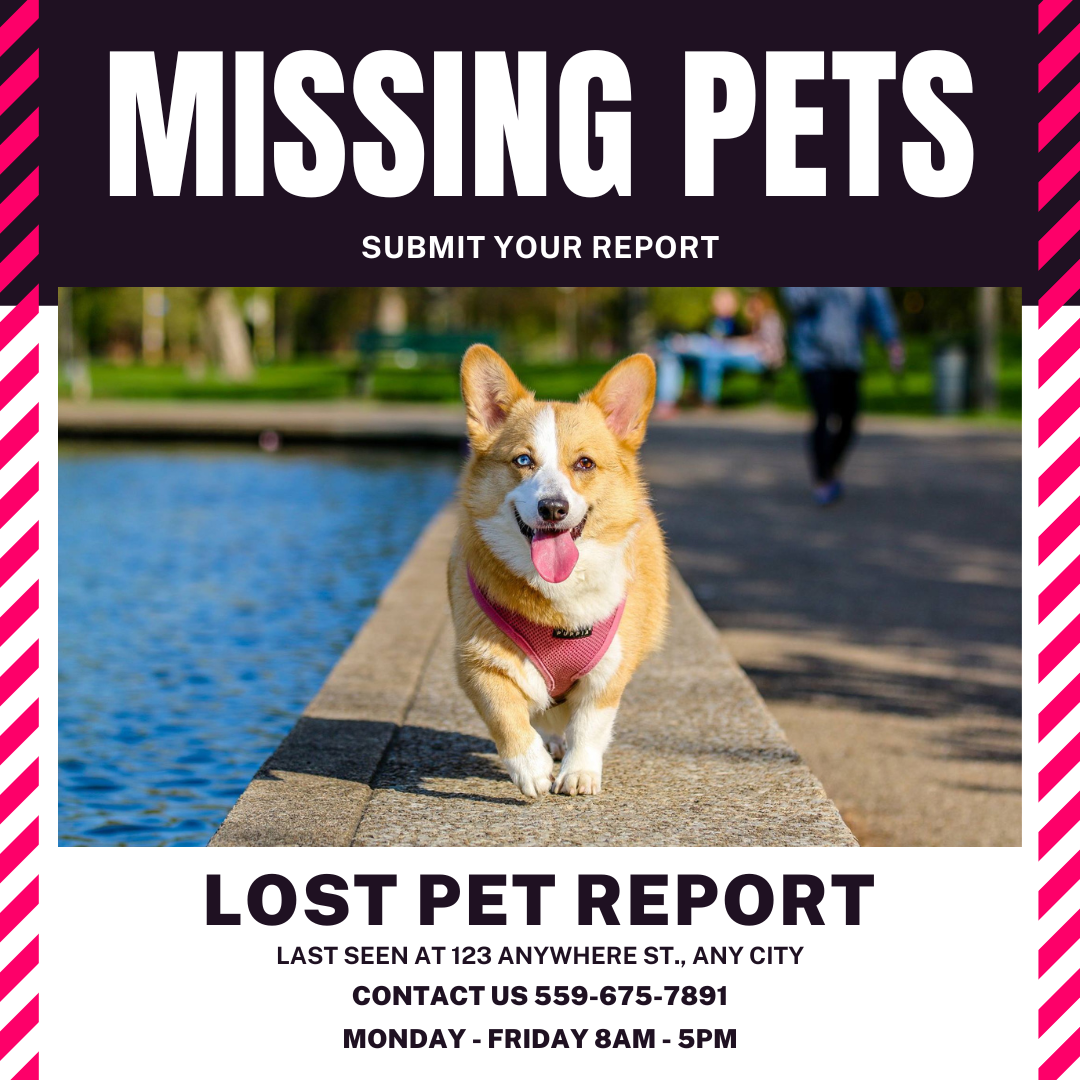 Lost pets best sale in my area